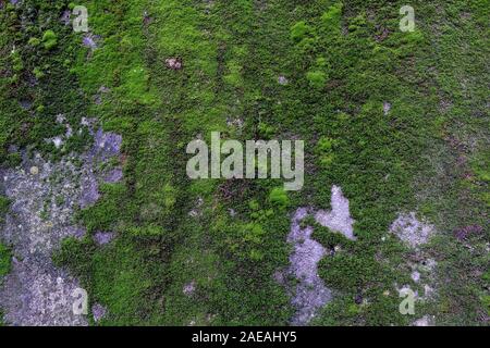 Wilder grüner Moschus wand Oberflächenstruktur Muster Hintergrund Stockfoto