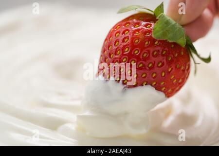 Closeup hand dips Erdbeere in Weiß, Creme oder Joghurt, flachen Fokus Stockfoto