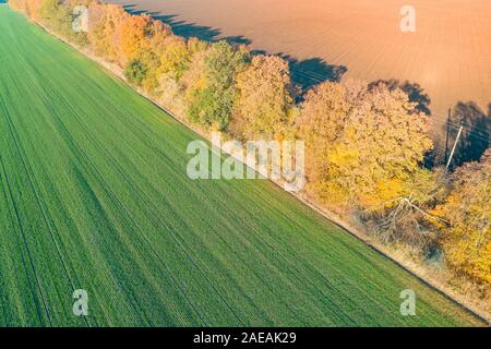 Ländliche Herbst Landschaft. Ein Feld gepflügt und ein Feld von Winterweizen werden durch eine Reihe von den Wald Gürtel getrennt Stockfoto