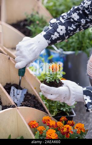 Nahaufnahme der Gärtner die Hände zum Pflanzen kleiner Blumen im Garten im Frühling Stockfoto