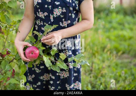 Nahaufnahme der Frau Hände pflücken frische organische rote Äpfel von einem Baum und setzen sie in den Korb auf Garten backfround. Herbst Ernte und Gesundheit Stockfoto