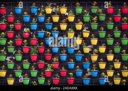 Schöne bunte Zusammensetzung der Frühling Blumen im hellen Blumentöpfe an der Wand. Blumenmuster und Hintergrund. Creative flower Wand. Creativit Stockfoto