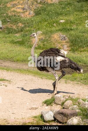 Gemeinsame Strauß, Struthio camelus, vogel Walking im Freien Stockfoto