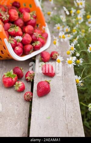 Korb mit frischen Erdbeeren auf Holz- Hintergrund. Ernte im Garten. Beeren und Blumen. Gesundes Essen. Stockfoto