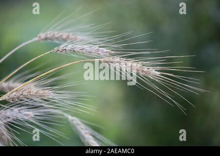 Bündel von goldenen Ähren auf Natur Hintergrund Stockfoto