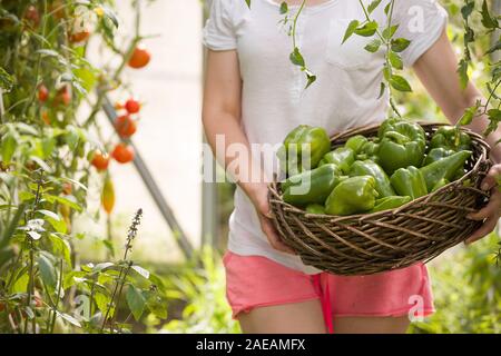 Nahaufnahme der Frau Hände halten schönen Korb voller Frische organische Paprika auf Garten Hintergrund. Mädchen aufnehmen Gemüse im Gewächshaus an sonnigen Stockfoto
