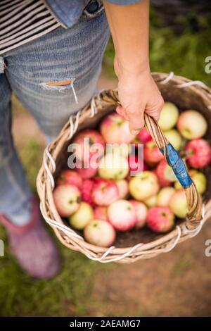 Nahaufnahme von Vintage Korb mit Bio Apfel in die Hände der Frau. Garten Ernte. Sommer. im Freien. Frau mit einem großen Korb mit Obst. Gesunde lifestyl Stockfoto