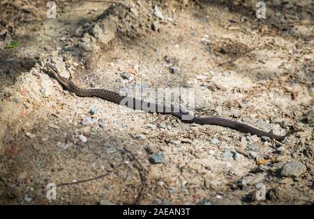 Viper Snake im Sand Straße am sonnigen Sommertag in Finnland Stockfoto