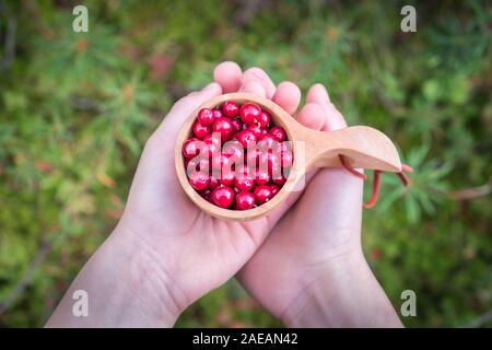 Frau, die Schale mit voll von süßen roten Beere an Sommertag im Wald, Finnland. Cowberry. Stockfoto