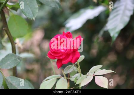 Red Rose Blume blühen in Rosen Garten auf Hintergrund rote Rosen Blumen. Stockfoto