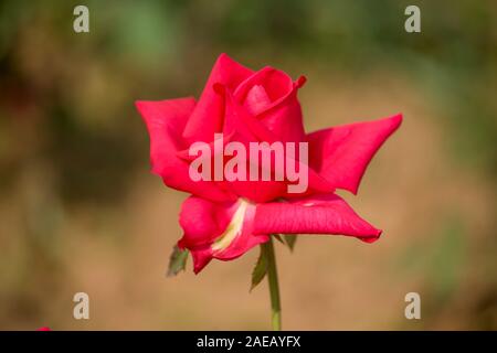 Red Rose Blume im Garten Stockfoto