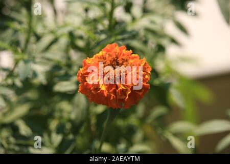 Ringelblume blühen Blumen im Garten Stockfoto