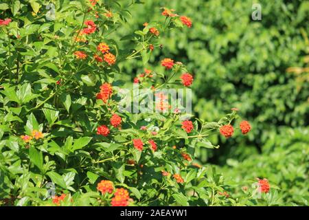 Foto des Lantana Camara Flower Garden. Stockfoto