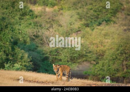 Bold, furchtlos und verspielten Tiger Cub wandern Kopf in Grün auf Hintergrund im Ranthambore Nationalpark, Rajasthan, Indien - Panthera tigris Stockfoto