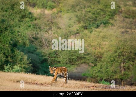 Bold, furchtlos und verspielten Tiger Cub wandern Kopf in Grün auf Hintergrund im Ranthambore Nationalpark, Rajasthan, Indien - Panthera tigris Stockfoto