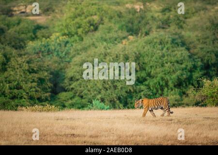 Bold, furchtlos und verspielten Tiger Cub wandern Kopf in Grün auf Hintergrund im Ranthambore Nationalpark, Rajasthan, Indien - Panthera tigris Stockfoto