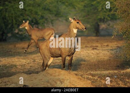 Nilgai weibliche und seine junge Stockfoto