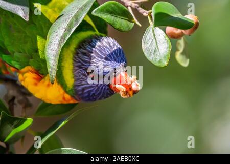 Rainbow Lorikeet [Trichoglossus moluccanus] genießen Bild Obst Stockfoto