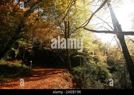 Grevolosa Buchenholz. Barcelona. Katalonien. Spanien Stockfoto
