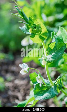 Junge blühende Triebe von pflanzlichen Erbsen. Das Konzept des ökologischen Landbaus. Close Up. Stockfoto