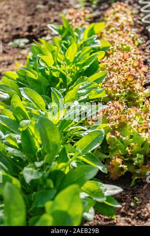 Grüne Blätter junger Spinat und Kopfsalat wächst in einem Gewächshaus. Wassertropfen auf die Blätter an einem hellen, sonnigen Tag. Selektive konzentrieren. Die ökologische Landwirtschaft. Stockfoto