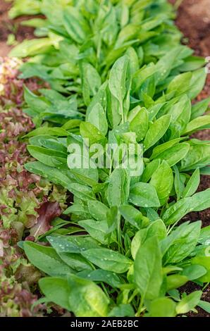 Grüne Blätter junger Spinat und Kopfsalat wächst in einem Gewächshaus. Wassertropfen auf die Blätter an einem hellen, sonnigen Tag. Selektive konzentrieren. Die ökologische Landwirtschaft. Stockfoto