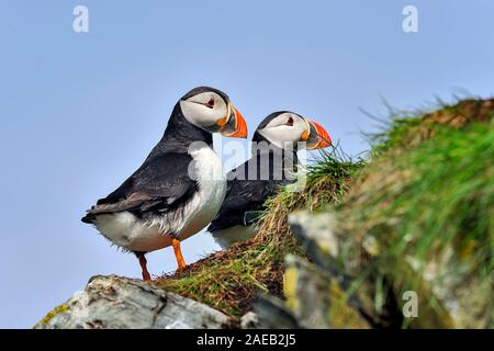 Atlantic papageientaucher stehen am Rand der Klippe Stockfoto