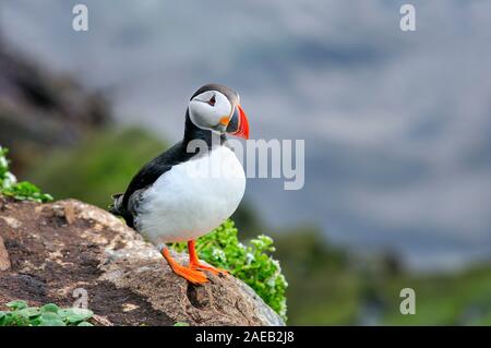 Papageitaucher steht auf dem Rand der Klippe Stockfoto