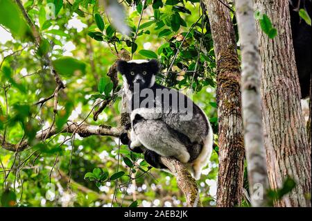 Indri im Regenwald ist die Beobachtung ist Es surroundigs vom Baum. Stockfoto