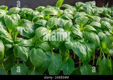 Junge Sämlinge von Paprika. Gesunde Sämlinge, den ökologischen Landbau. Close-up. Stockfoto