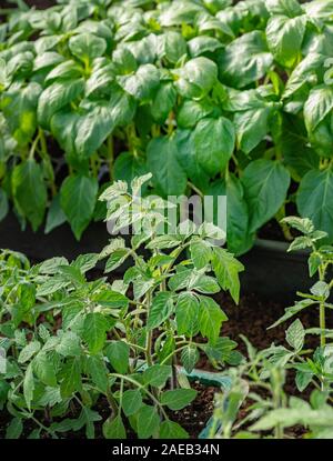 Junge Sämlinge von Paprika und Tomaten. Gesunde Sämlinge, den ökologischen Landbau. Close Up. Stockfoto