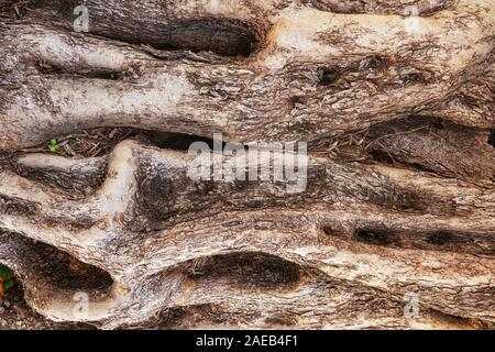 Antike und alte Olive Tree Trunk detail Textur als natürlichen Hintergrund. Stockfoto