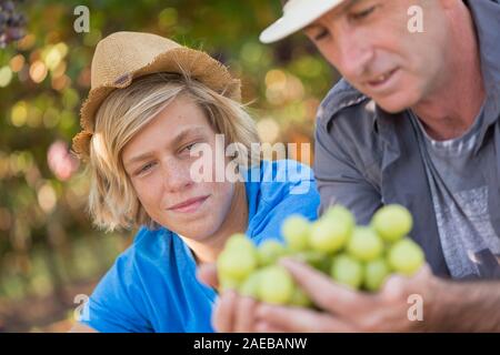 Winzer Vater teilen sie ihre Erfahrung mit Sohn Stockfoto