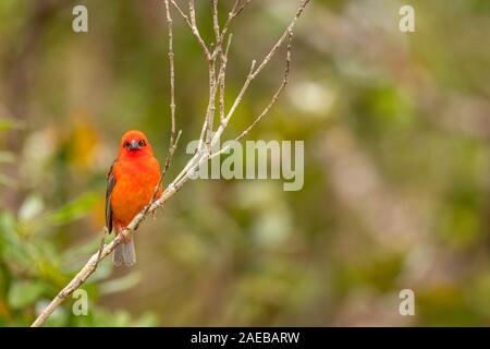 Leuchtend rote Fody (Foudia madagascariensis) auf einem Ast auf die natürlichen unscharfen Hintergrund, Mauritius Insel. Stockfoto