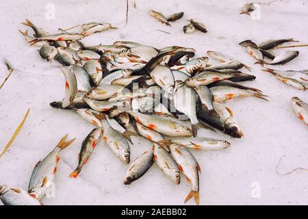 Eine Menge kleiner weisser Fisch auf Schnee, Winter, getönten Bild Stockfoto