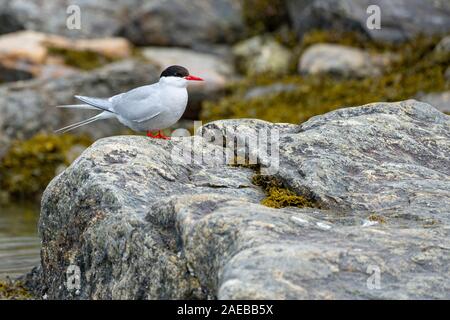 Küstenseeschwalbe (Sterna Paradisaea) auf einem Felsen dieser Vogel hat den längsten Migration aller bekannten Tier, Migration von der Arktis, in antarktischen Gewässern und Stockfoto