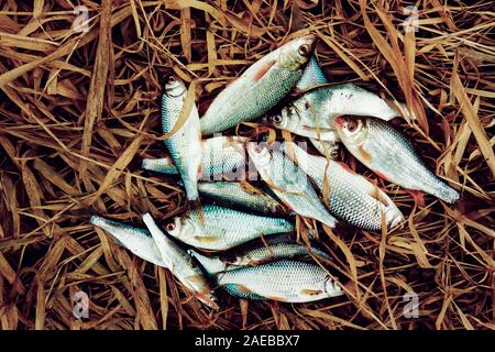 Stapel der kleine Fisch auf altes Gras, guter Fang, getönten Bild Stockfoto