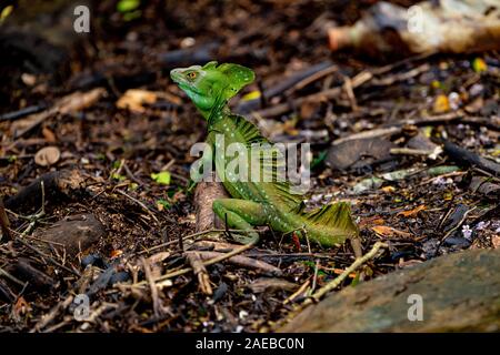 Männliche Plumed Basilisk (Basiliscus plumifrons) unter Laubwerk getarnt. Diese Echse ist in den tropischen Wäldern in Mittelamerika gefunden. Es ist berühmt Stockfoto