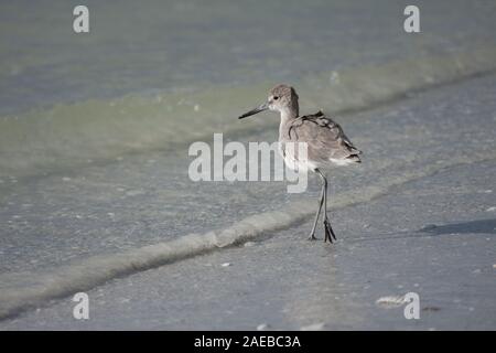 Ein einsamer Willet Nahrungssuche entlang der Küste. Stockfoto