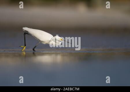 Ein Snowy Egret balanciert, im seichten Wasser der kleinen Estero Lagoon, Florida zu schlagen. Stockfoto