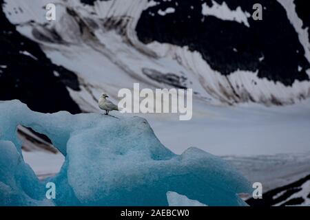 Blaue Eis der Gletscher Dahlbreen. Das Eis der Blaue Eisberge enthält weniger Luftblasen als die mehr oder weniger weiß erscheinen. An regnerischen Tagen ihre Farbe Stockfoto