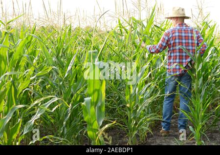 Mittleres Alter kaukasischen Bauer im Stroh Hut Inspektion mais Maisfeld irgendwo in der Ukraine. Ernte Care Concept Stockfoto