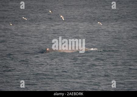 Blauwal (Balaenoptera musculus) in den Gewässern der Arktis Svalbard Norwegen Stockfoto