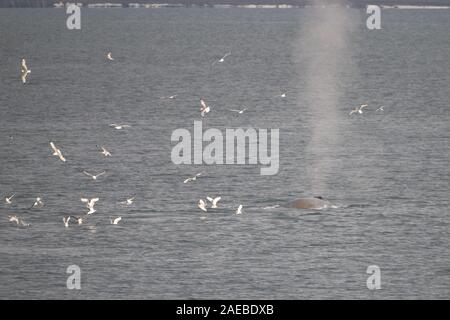 Blauwal (Balaenoptera musculus) in den Gewässern der Arktis Svalbard Norwegen Stockfoto