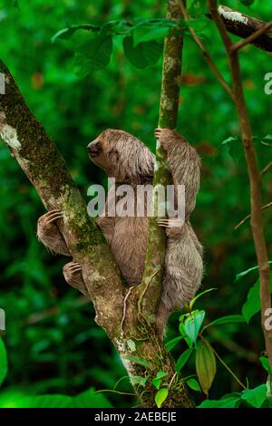 Braun - Drei throated-toed Sloth (Bradypus variegatus), an der Manuel Antonio National Park (Parque Nacional Manuel Antonio), Costa Rica