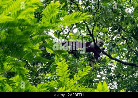Die Kolumbianische weiß - Kapuziner (Cebus capucinus), auch als die Kolumbianische white-headed Kapuziner oder Kolumbianischen white-throated Kapuziner bekannt, ist ein Med Stockfoto