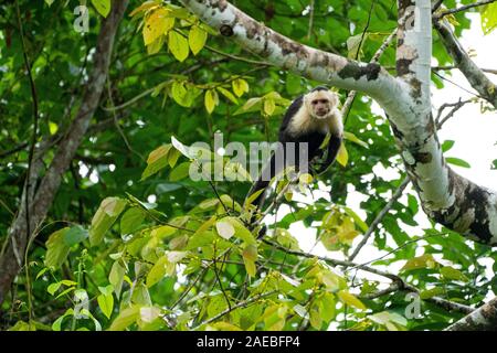 Die Kolumbianische weiß - Kapuziner (Cebus capucinus), auch als die Kolumbianische white-headed Kapuziner oder Kolumbianischen white-throated Kapuziner bekannt, ist ein Med Stockfoto