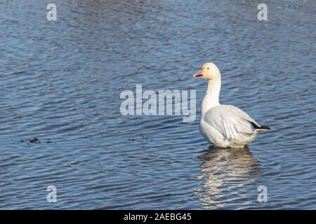 Snow Goose in einem Sumpf-Chen caerulescens Stockfoto