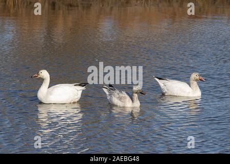 Schnee Gänse Nahrungssuche in einem Sumpf-Chen caerulescens Stockfoto