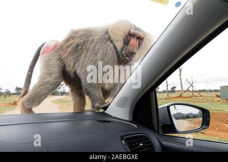 Riesige baboon sitzt auf einem Auto Fenster in Safari Zoo Mallorca, Spanien Stockfoto